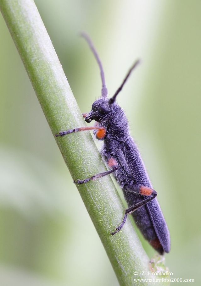 tesařík, Phytoecia rufipes (Olivier, 1795), Cerambycidae (Brouci, Coleoptera)